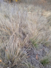 Stipa capillata