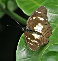 Pseudacraea lucretia tarquinea