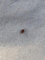 Rhyzobius lophanthae