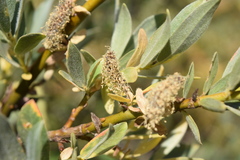 Salix eastwoodiae