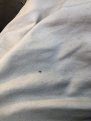 Rhyzobius lophanthae