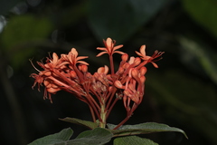 Clerodendrum buchananii