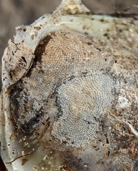 Cryptosula pallasiana