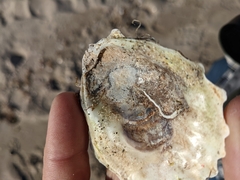 Cryptosula pallasiana