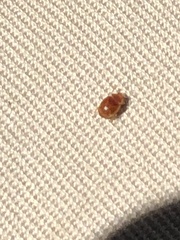 Rhyzobius lophanthae