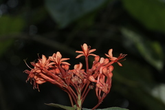 Clerodendrum buchananii