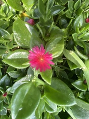 Mesembryanthemum cordifolium