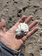 Crassostrea virginica