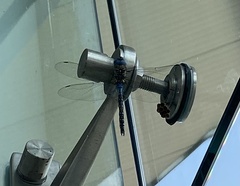 Mesembryanthemum cordifolium