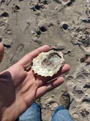 Crassostrea virginica