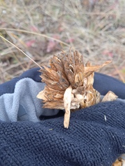 Gentiana cruciata