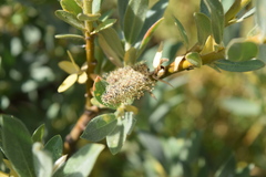 Salix eastwoodiae