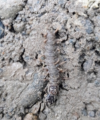 Archichauliodes diversus