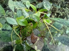 Coprosma foetidissima