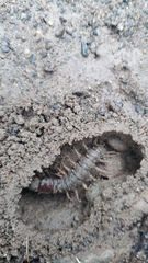 Archichauliodes diversus