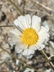 Encelia ravenii