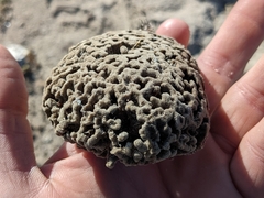 Clathria prolifera