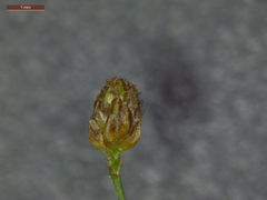 Fimbristylis quinquangularis quinquangularis