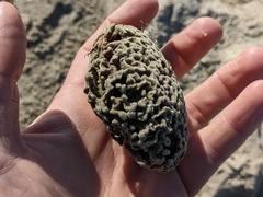 Clathria prolifera