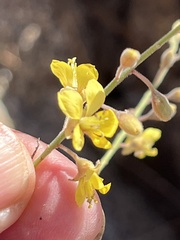 Hoffmannseggia microphylla