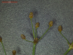 Fimbristylis quinquangularis quinquangularis