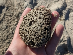 Clathria prolifera