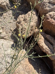 Hoffmannseggia microphylla