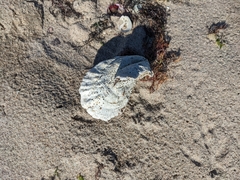 Crassostrea virginica