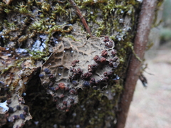 Lobaria