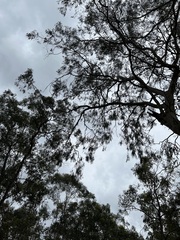 Eucalyptus propinqua