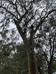 Eucalyptus propinqua