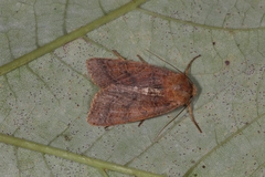 Agrochola pistacinoides