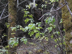 Sambucus cerulea