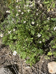 Coreocarpus parthenioides parthenioides