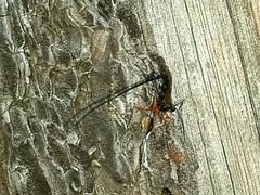 Ephialtes manifestator