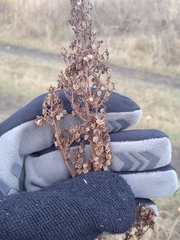 Rumex thyrsiflorus
