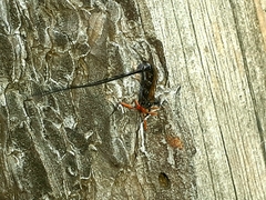 Ephialtes manifestator