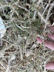 Heliotropium hirsutissimum