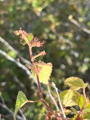 Acalypha californica