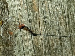 Ephialtes manifestator