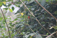 Myzomela sanguinolenta