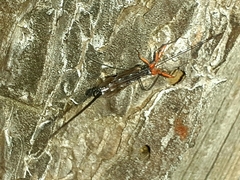 Ephialtes manifestator