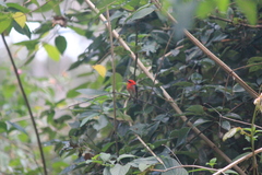 Myzomela sanguinolenta