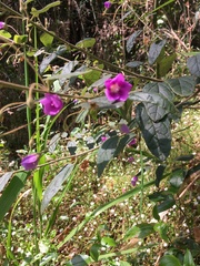 Howittia trilocularis