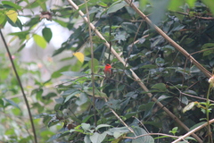 Myzomela sanguinolenta