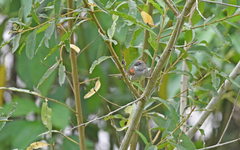 Synallaxis albescens