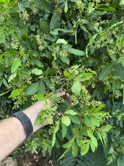 Schinus terebinthifolia