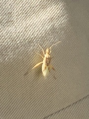 Harmostes reflexulus