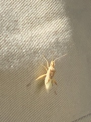 Harmostes reflexulus