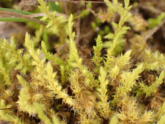 Racomitrium elongatum